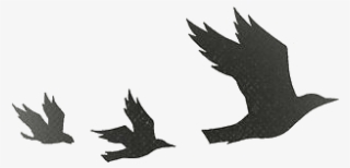 Tumblr Static Tumblr Static Tumblr Static Transparent4 - Divergent Birds