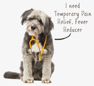 Dog Ache Aid2 - Dog Catches Something