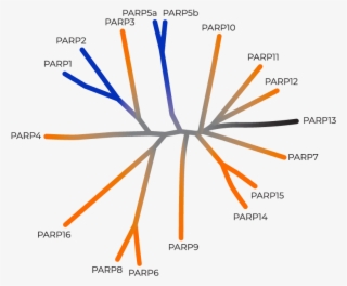 Parps Play Important Roles In Regulating Stress Responses - Diagram