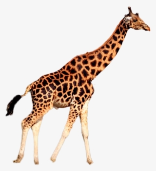 Giraffe Png Image - Would A Giraffe Wear Its Tie