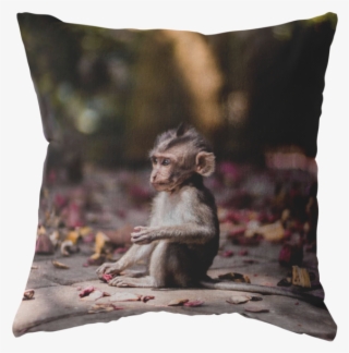 Baby Monkey - Iphone 8 Plus Monkey