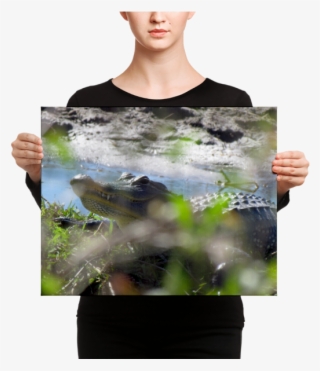 Florida Gator On Canvas - Canvas