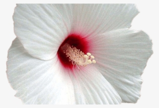 15 White Hibiscus Flower Png For Free Download On Ya - Hawaiian Hibiscus