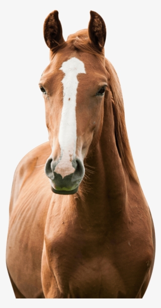 'america's Toughest Sheriff' Spends Nearly A Year Investigating - Horses Png