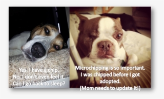 Microchipping - Companion Dog