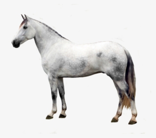 Andalusian Horse Png - Stallion