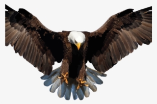Bald Eagle Clipart Transparent Background - Transparent Background Eagle Png