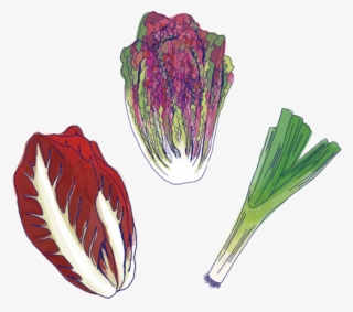 Veggies - Radicchio
