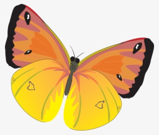 Butterfly Png Image, Download Png Image With Transparent - Бабочка Пнг