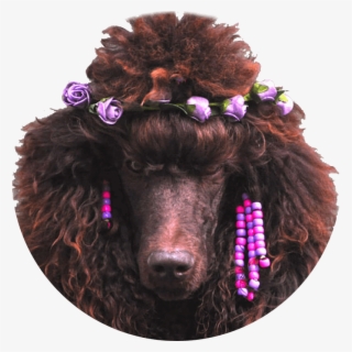 Http - //www - Brownpoodles - Com/wp-content/uploads/ - Standard Poodle