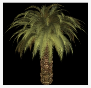 Palm Tree, Free Pngs - Attalea Speciosa