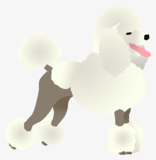 Poodle - Standard Poodle