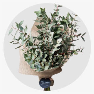 Market Bunch Eucalyptus Gum - Bonsai