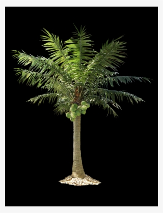 Palm Tree, Free Pngs - Roystonea