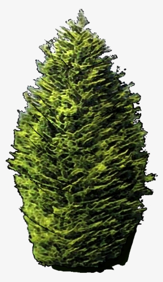 Eucalyptus Gunnii Jlwz 23 Jan 2019 - Sitka Spruce