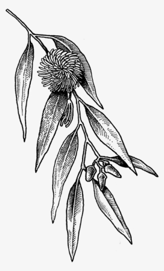 Herbal Alphabet - Eucalyptus - Acianthera Pectinata