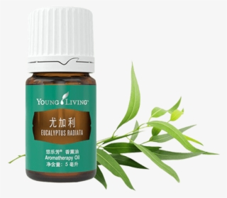 Eucalyptus Radiata Essential Oil - Dorado Azul Png