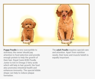 Poodle - Golden Retriever