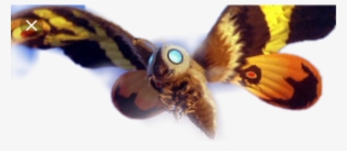 Godzilla Mothra