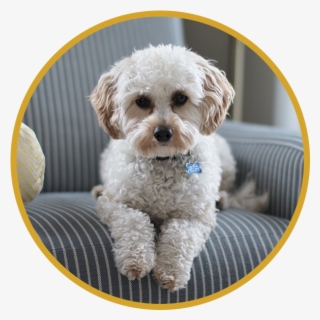 Dogsitting - Sarna Em Cachorro