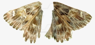 Wings Png By Bunny - Transparent Moth Wings