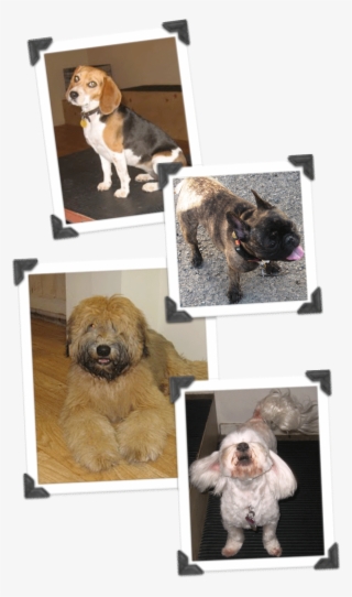 Daily - Beagle-harrier