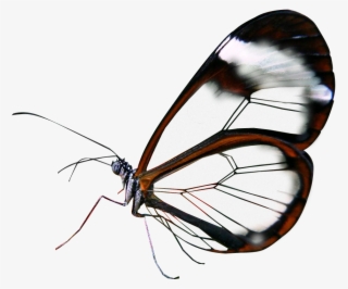 Semi Transparent Glasswing Butterfly Made By Totally - Poster