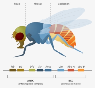 1200 X 1126 7 - Net-winged Insects