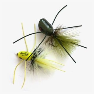 Smallmouth-flies - Insect