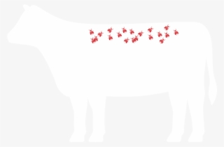 Image Image - Dairy Cow