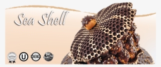 Banner Seashell 2 - Macro Photography