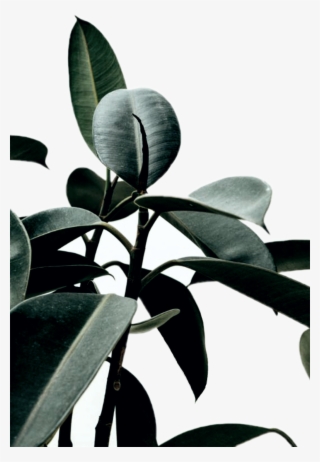 Reportar Abuso - Rubber Fig