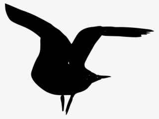 Download Png - Seabird
