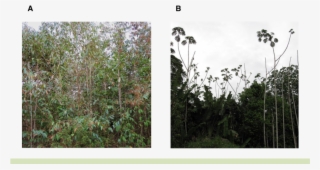 Second Growth Stands In Central Amazonia Are Dominated - Cyrilla