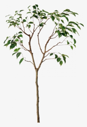 Pin By Natacha Clavier On Bibliothèque Psd - Plant Root Png