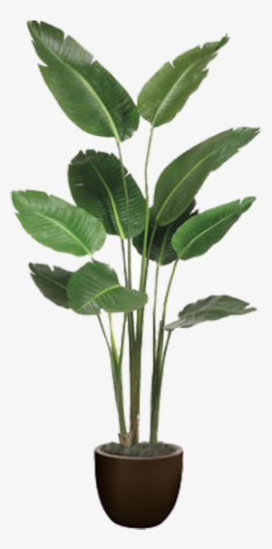 Birds Of Paradise Plant In Pot