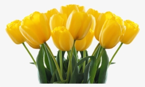 Yellow Tulip Free Png Image - Tulpen Png