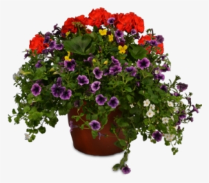 649 10 In Geranium Planter - Pericallis