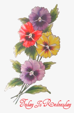 Sweet William