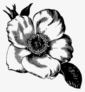 Flower Illustration - Flower Petal Drawing