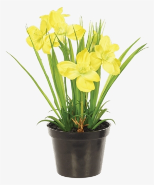 Narcissus Bush In Planter, Yellow - Flax-leaved Tulip
