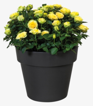 Home > Collection > Green Basics Top Planter - Elho Green Basics Top Planter 23 X 19, 3 Cm Cherry