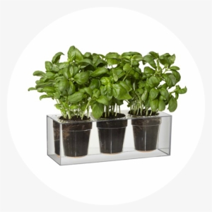 Boskke Cube Small Triple Pack