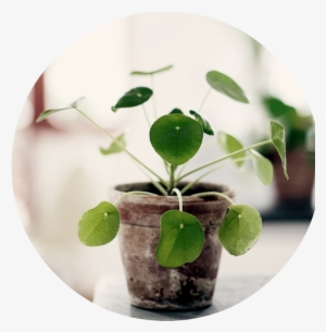 Photo B25467cc B2c1 41bc 89e5 De4b1fe273c2 Zpse695b761 - Chinese Money Plant