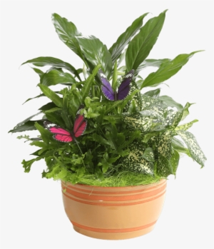 Horizon Planter, 7" Caramel • - Flowerpot