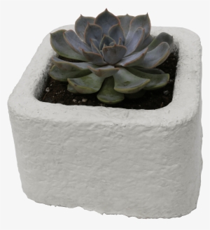 Mycofoam Square Planter Pot V=1531230088 - Mushroom