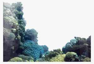 Coral Reefs Png - Coral Reef Png Transparent