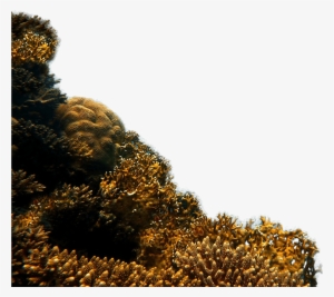 Reef