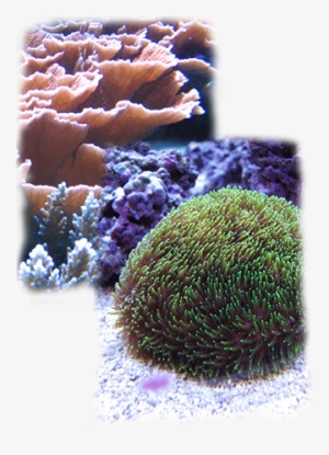 Dive In To The Details About The Diversity, Complexity, - Stony Coral