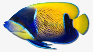 Angelfish Png Pic - Angel Fish Png
